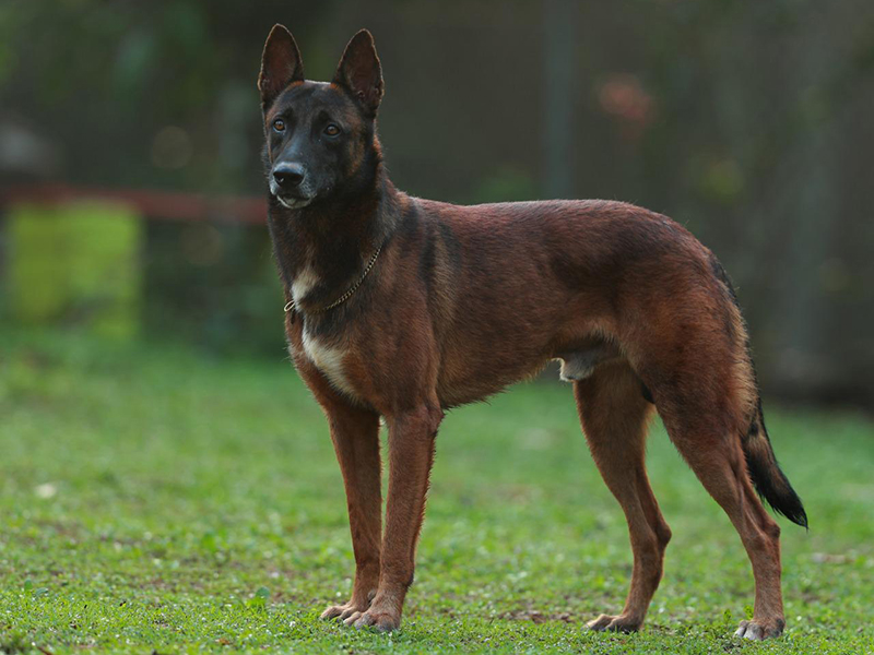 MALINOIS